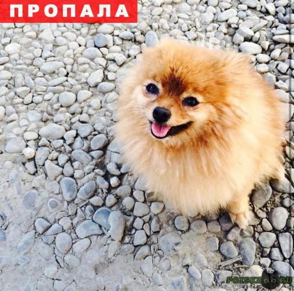 Сбежала собака - рыжий шпиц, помогите!